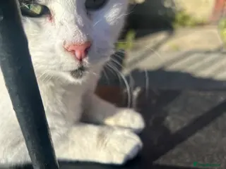 Domestic Shorthair cats DOMESTIC SHORTHAIR FOR SALE - Advert 21