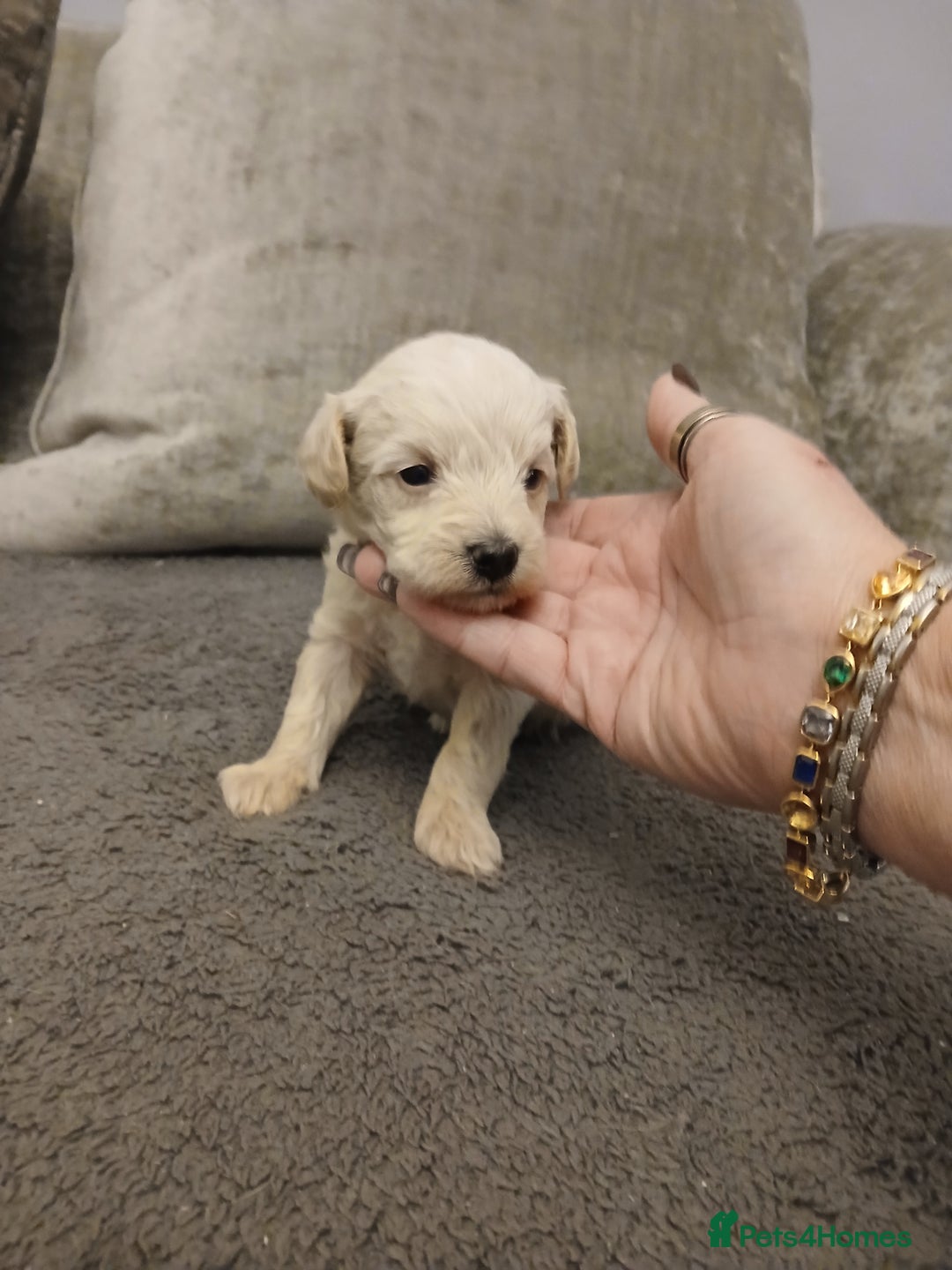 Schnoodle dogs for sale: Schnoodle puppies  - Advert 13