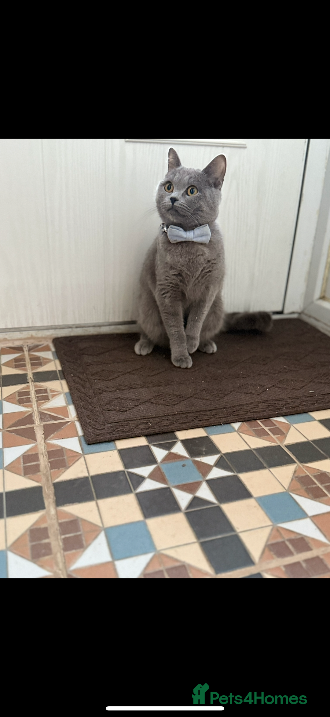 British Shorthair cats for sale: Cute playful fully vaccinated BSH ready to rehome - Advert 8