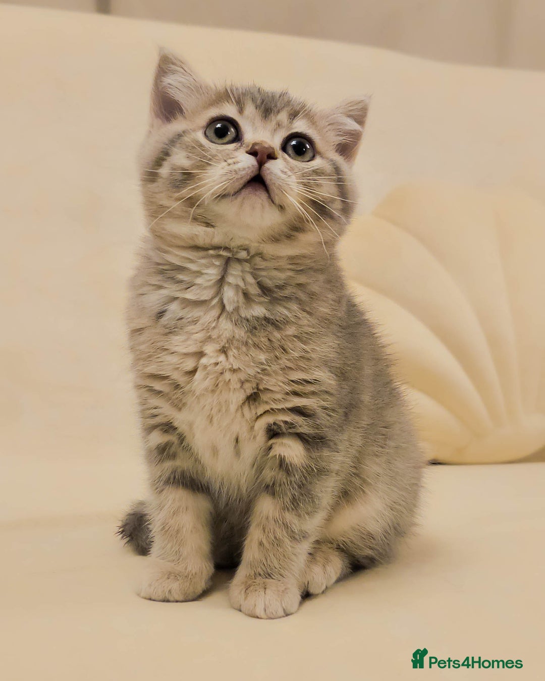 British Shorthair cats for sale: Adorable Kittens Ready For New Home - Advert 22