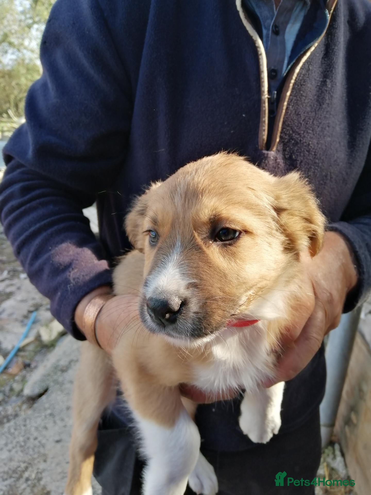 Welsh Collie dogs Welsh Red Collie pups - Advert 2