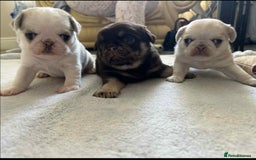 Pug dogs for sale: 1 gorgeous pug boy  - Image 13