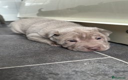 Shar Pei dogs for sale: Stunning litter of kc reg Shar Pei puppies  - Image 18