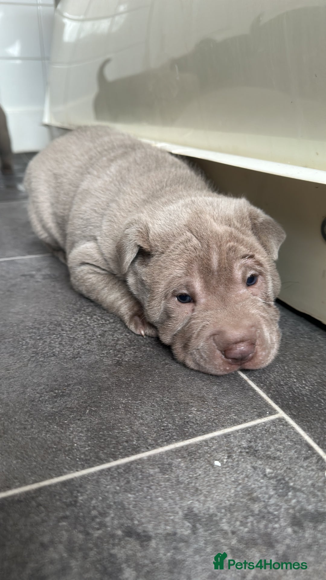 Shar Pei dogs for sale: Stunning litter of kc reg Shar Pei puppies  - Image 18