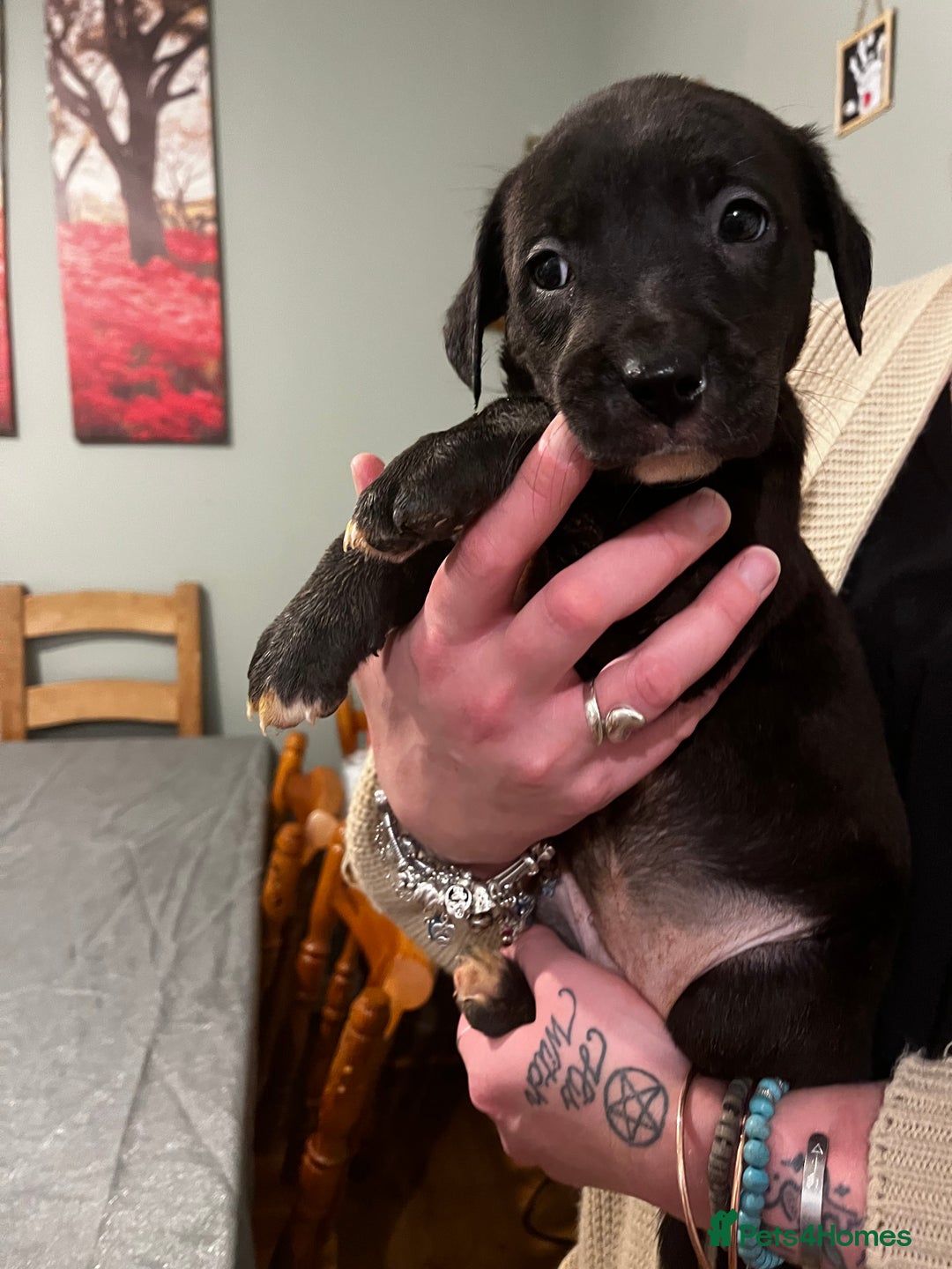 Mixed Breed dogs for sale: Bullador mixed puppies - Advert 4