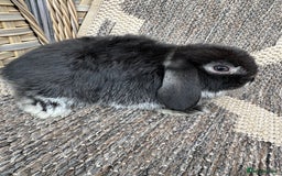 Mini Lop rabbits for sale: Gorgeous mini lop bucks available . - Image 16