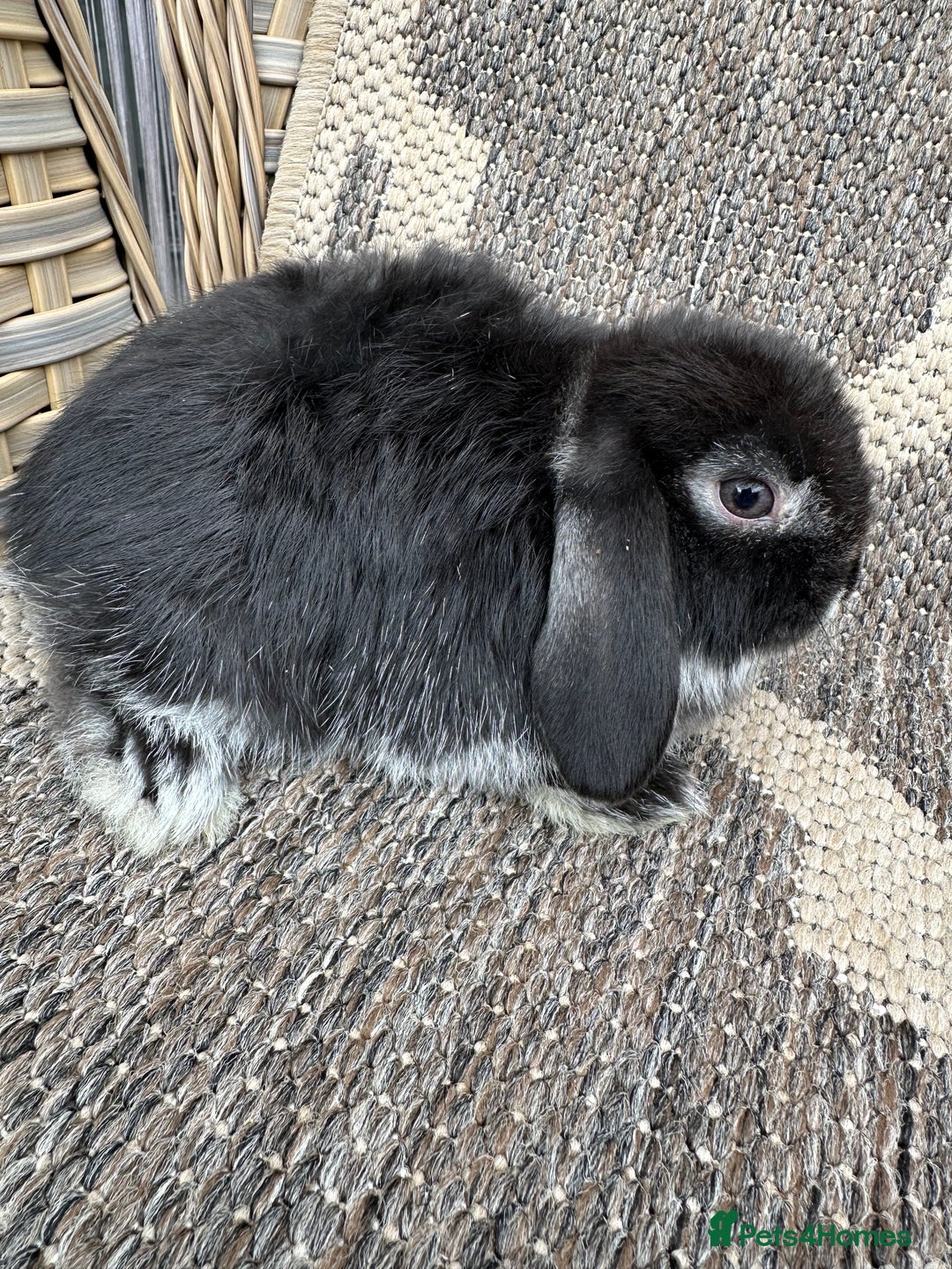 Mini Lop rabbits for sale: Gorgeous mini lop bucks available . - Image 16