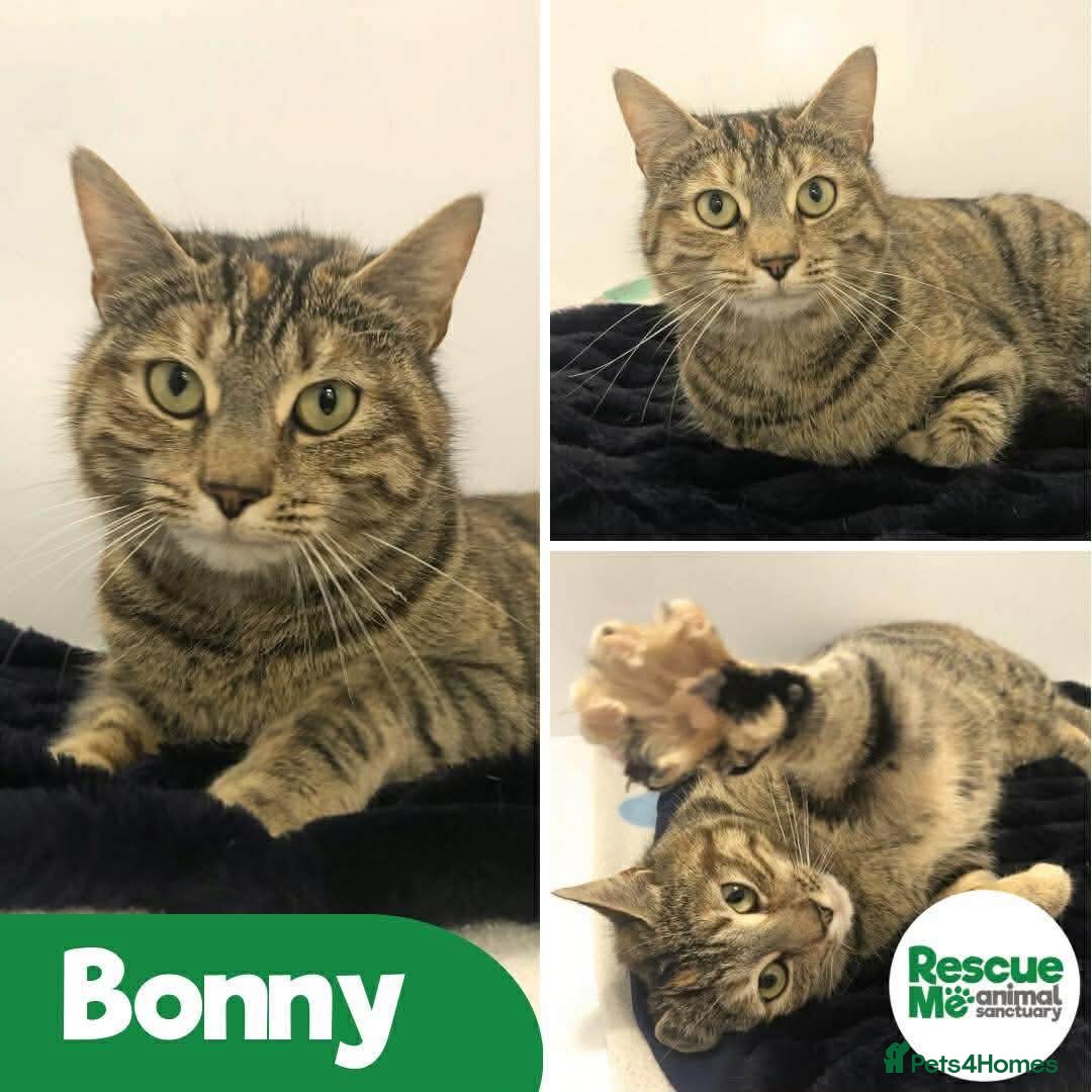 Mixed Breed cats Bonny - sweet friendly girl - Advert 1
