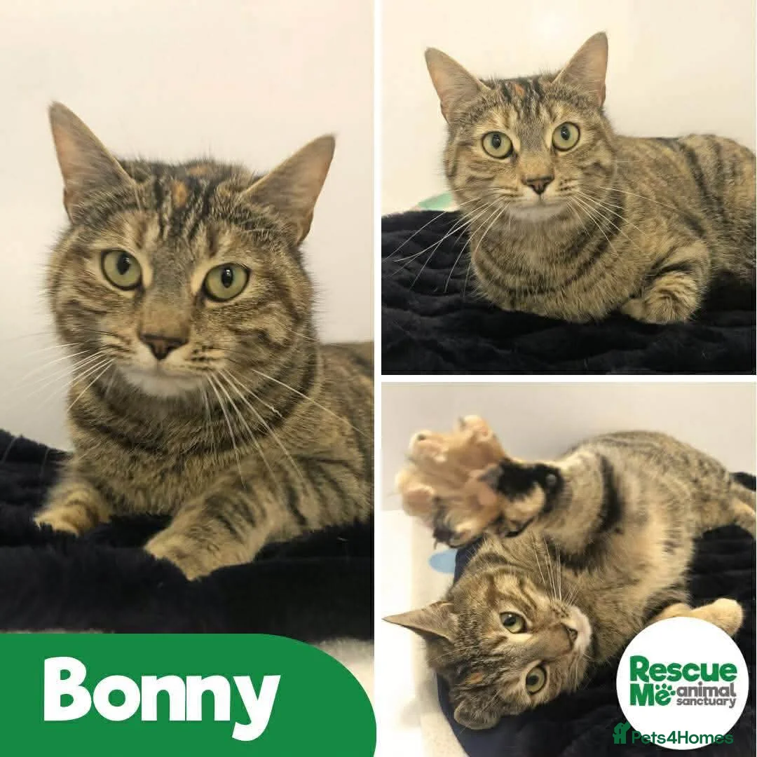 Mixed Breed cats for adoption: Bonny - sweet friendly girl in Liverpool - Advert 1