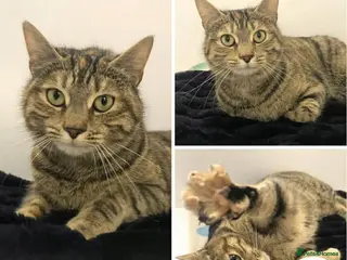 Mixed Breed cats Bonny - sweet friendly girl - Advert 1