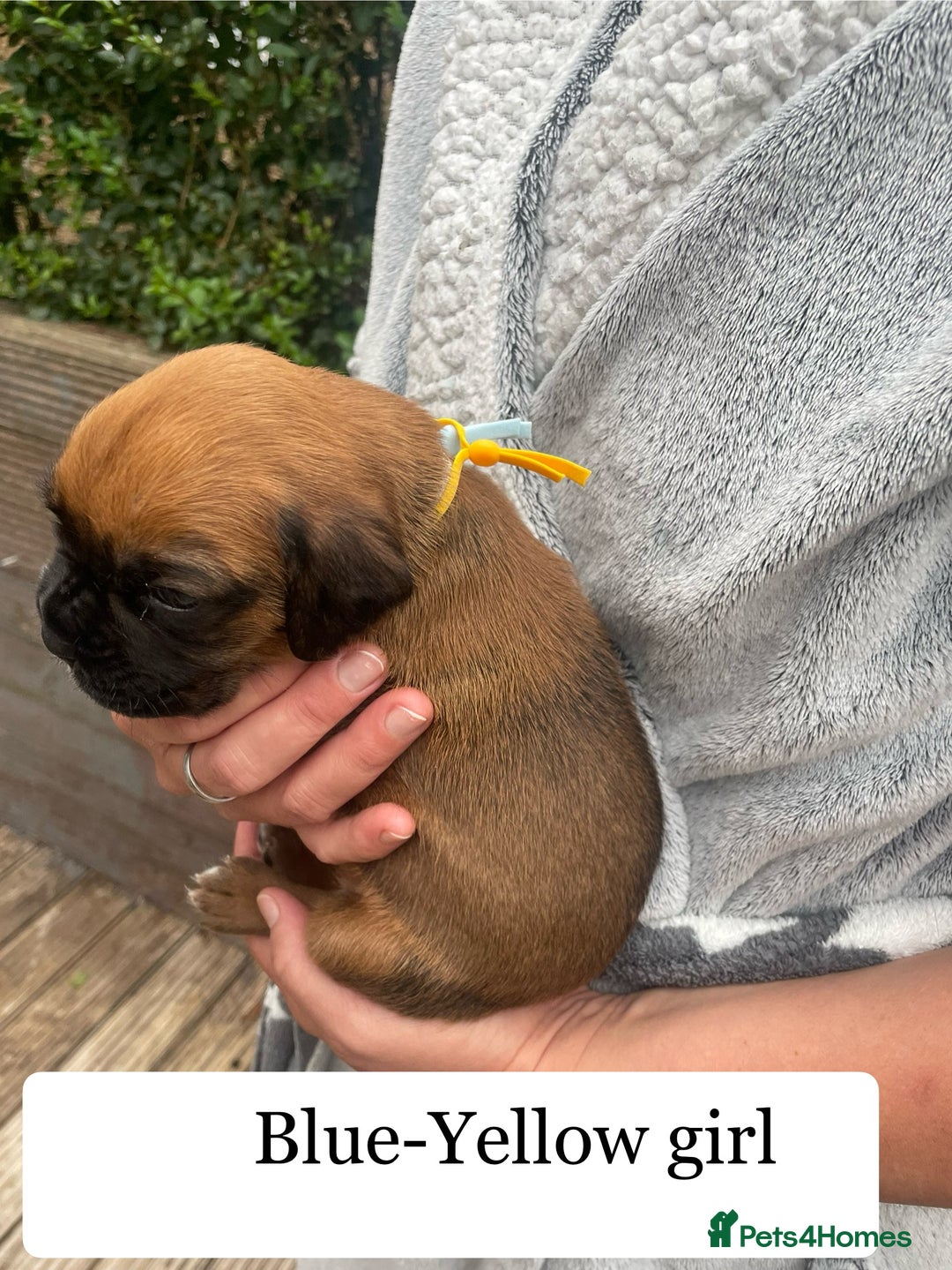 Boxer dogs for sale: Bunch of Boxer Babies - Image 9