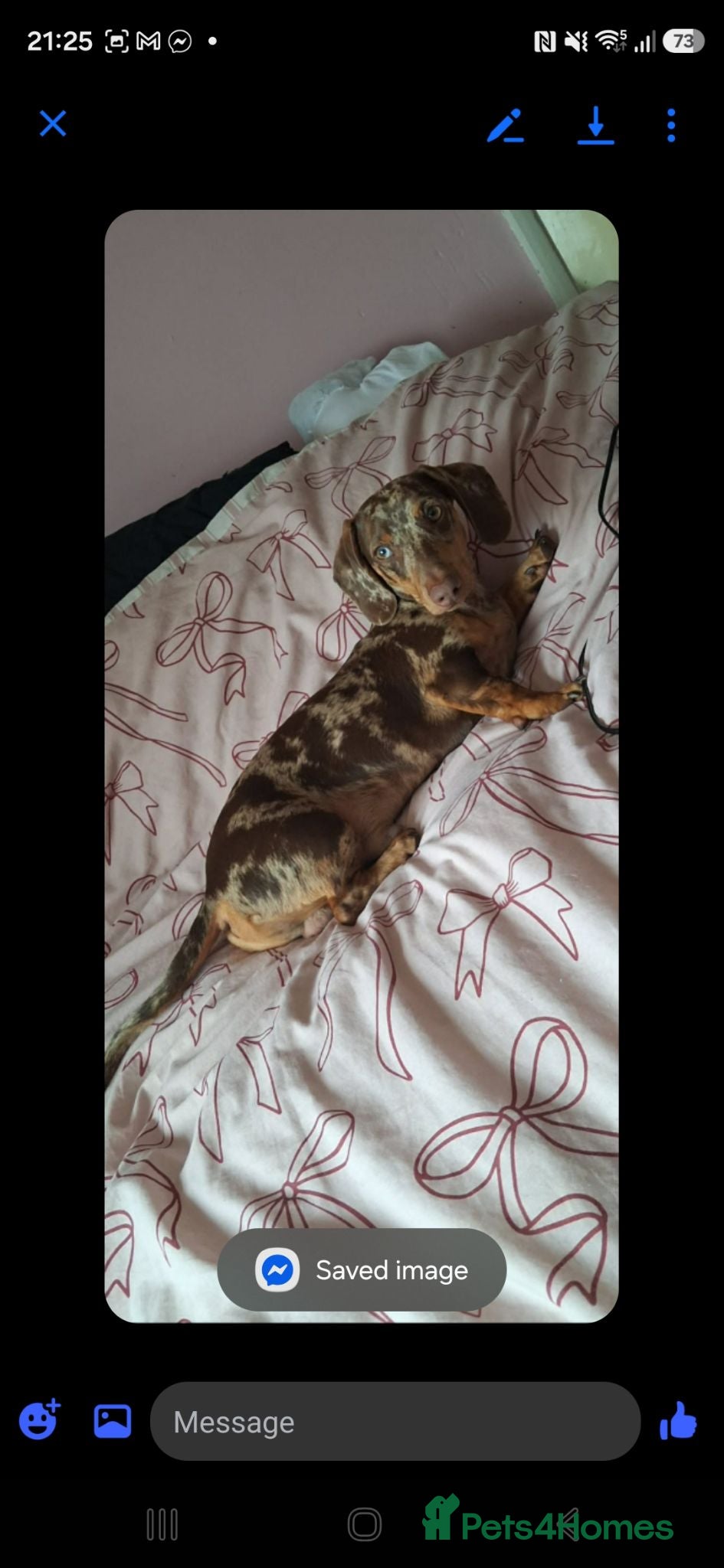 Dachshund dogs 8 month old male dapple  - Advert 1
