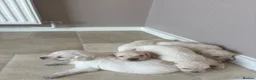 Goldador dogs for sale: Goldador puppies first litter - Advert 8