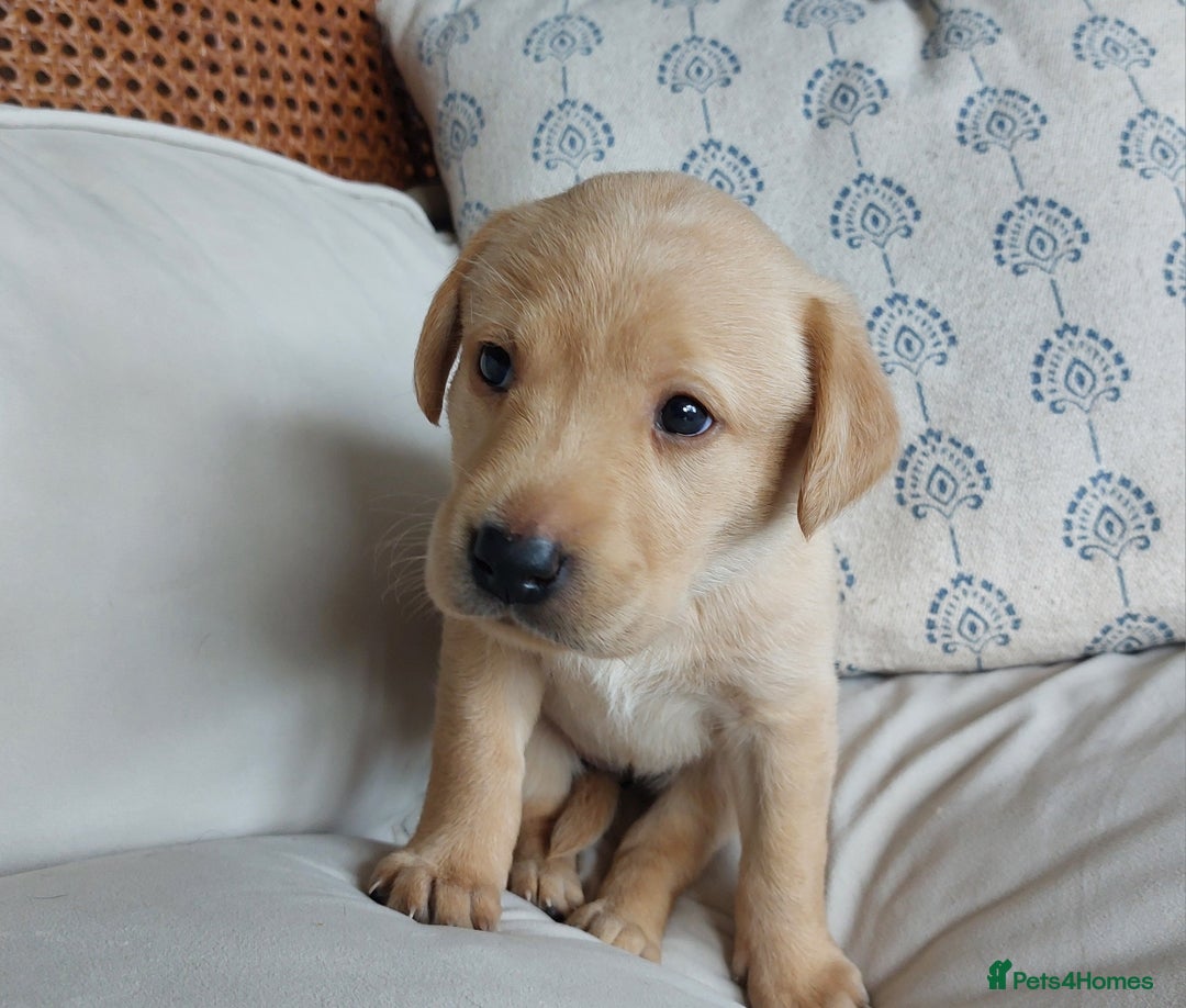 Labrador Retriever dogs for sale: Two Adorable Golden Labrador Girls - Image 4