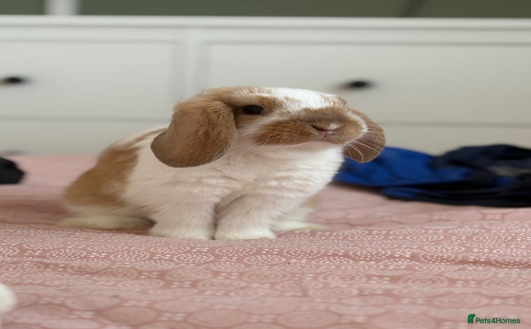 Mixed Breed rabbits - Advert 7