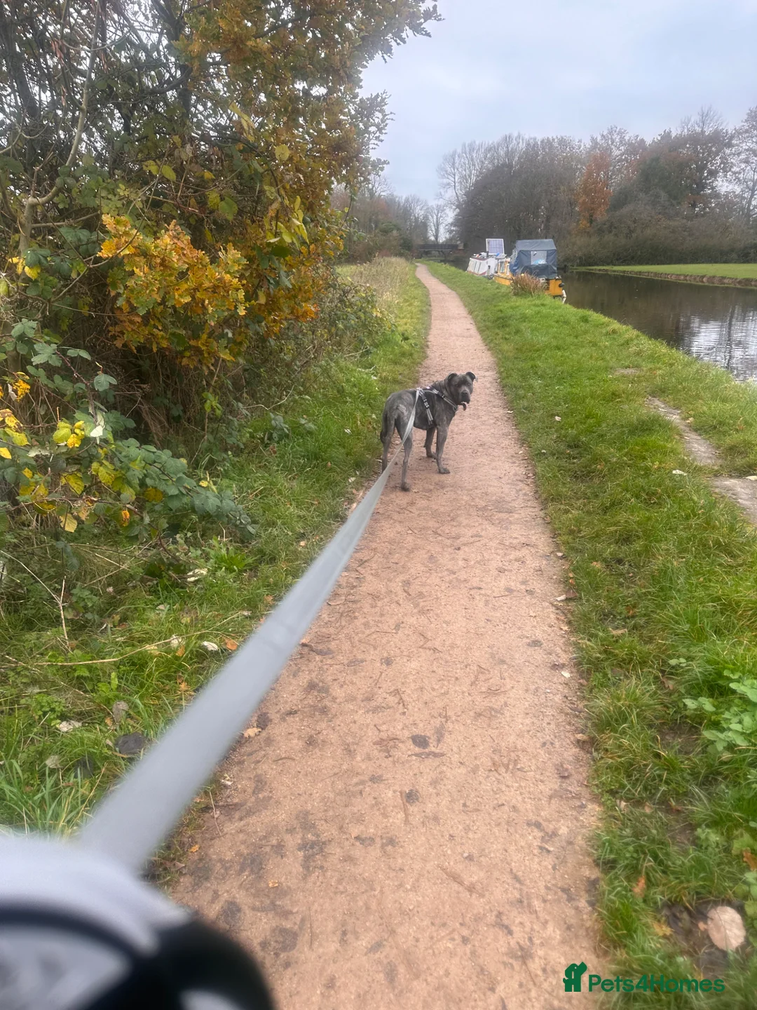 Mixed Breed dogs for sale: Staffy x cane Corso  in Stoke-on-Trent - Advert 1