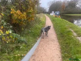 Mixed Breed dogs Staffy x cane Corso - Advert 10