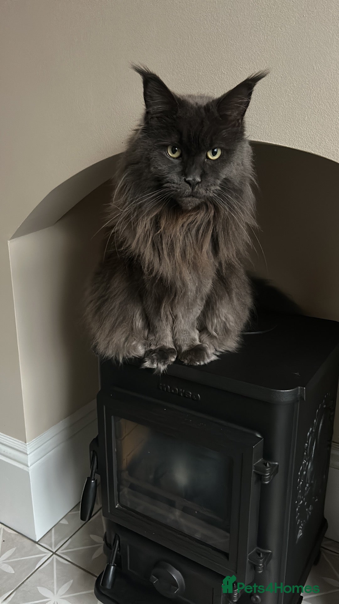 Maine Coon cats for sale: Rehoming - Advert 10