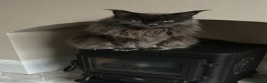 Maine Coon 1