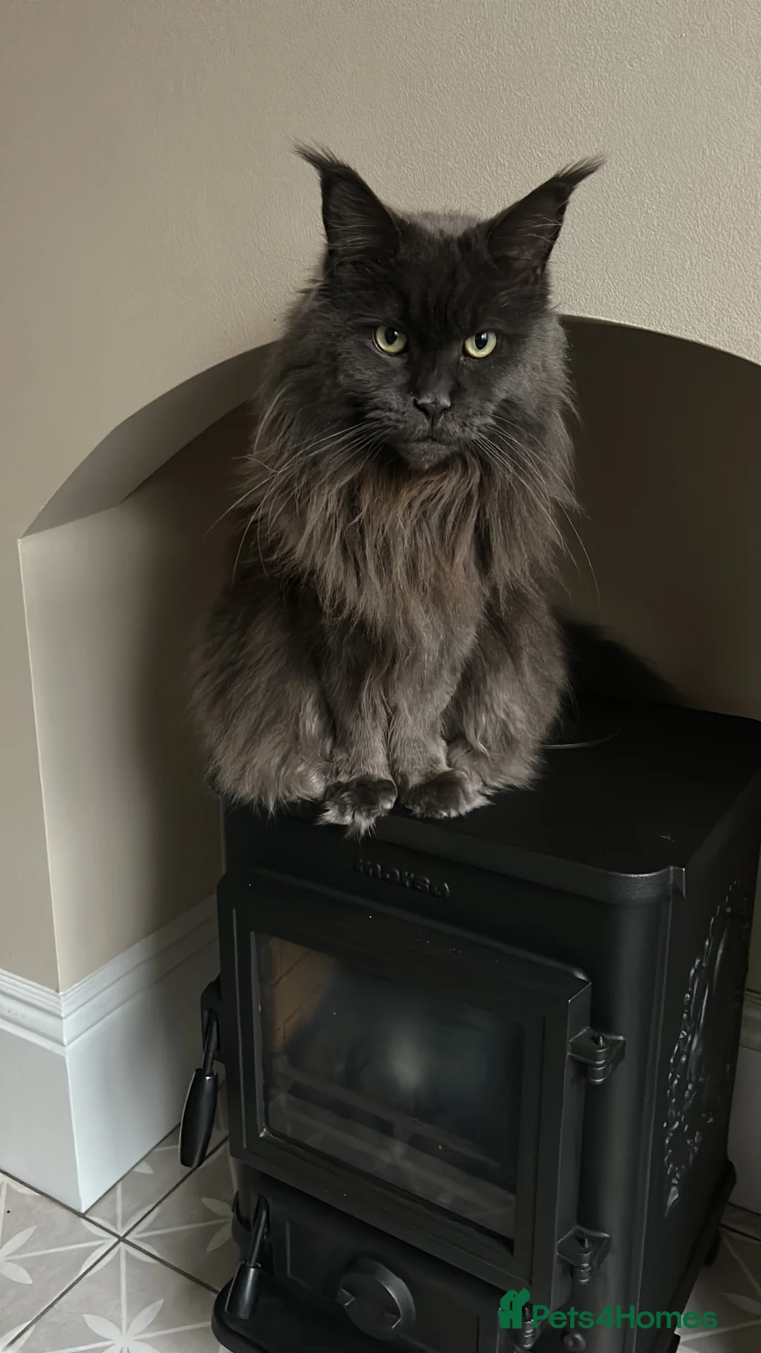 Maine Coon cats for sale: Rehoming - Advert 1