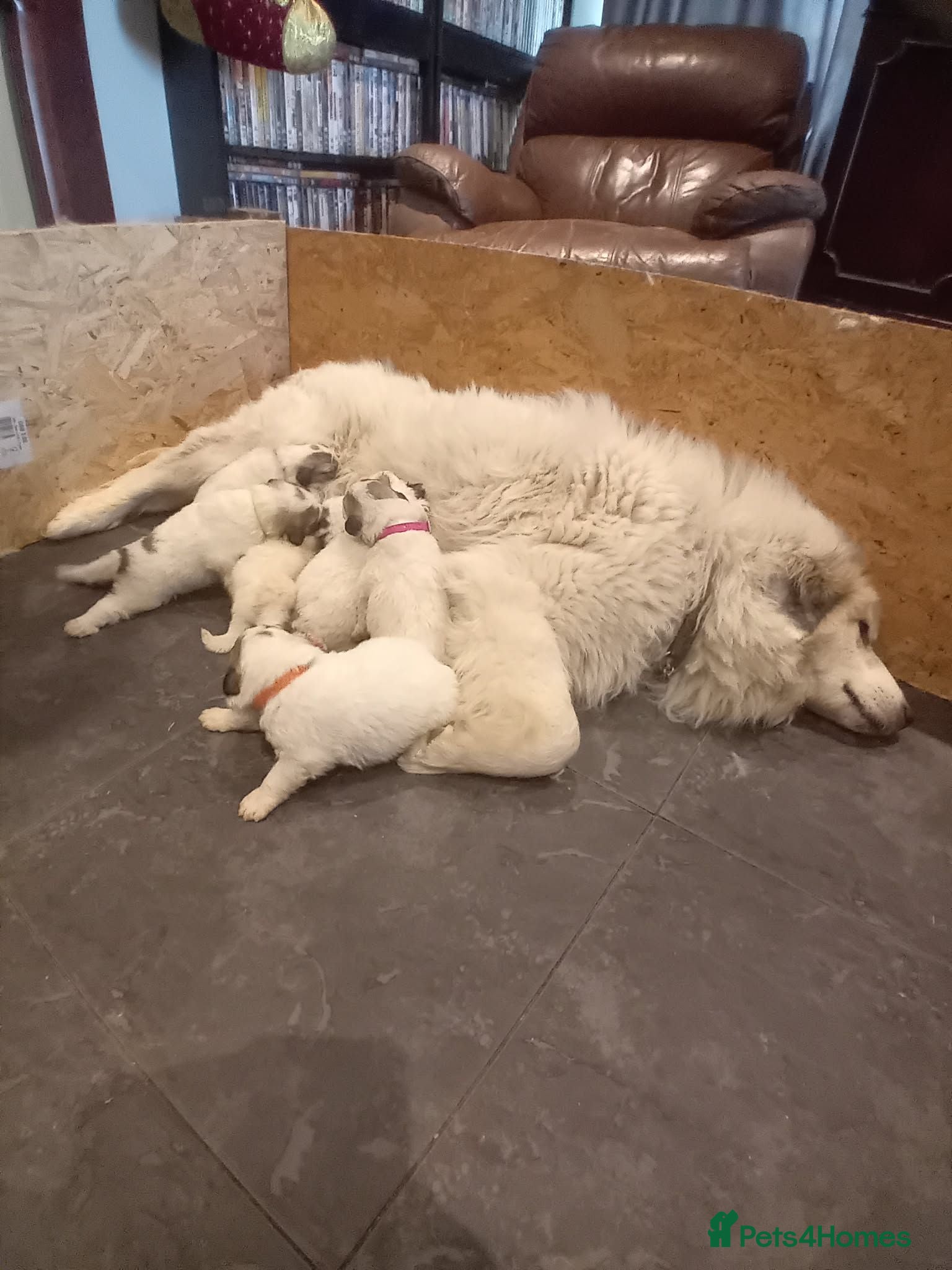 Pyrenean Mountain Dog dogs 7 beautiful pyrenean puppies  - Advert 1