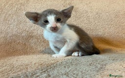 Oriental cats for sale: Gorgeous GCCF reg Orientals For Sale  - Image 4