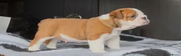 English Bulldog dogs for sale: MULTI CH sired english bulldog puppies in Watford - Advert 6