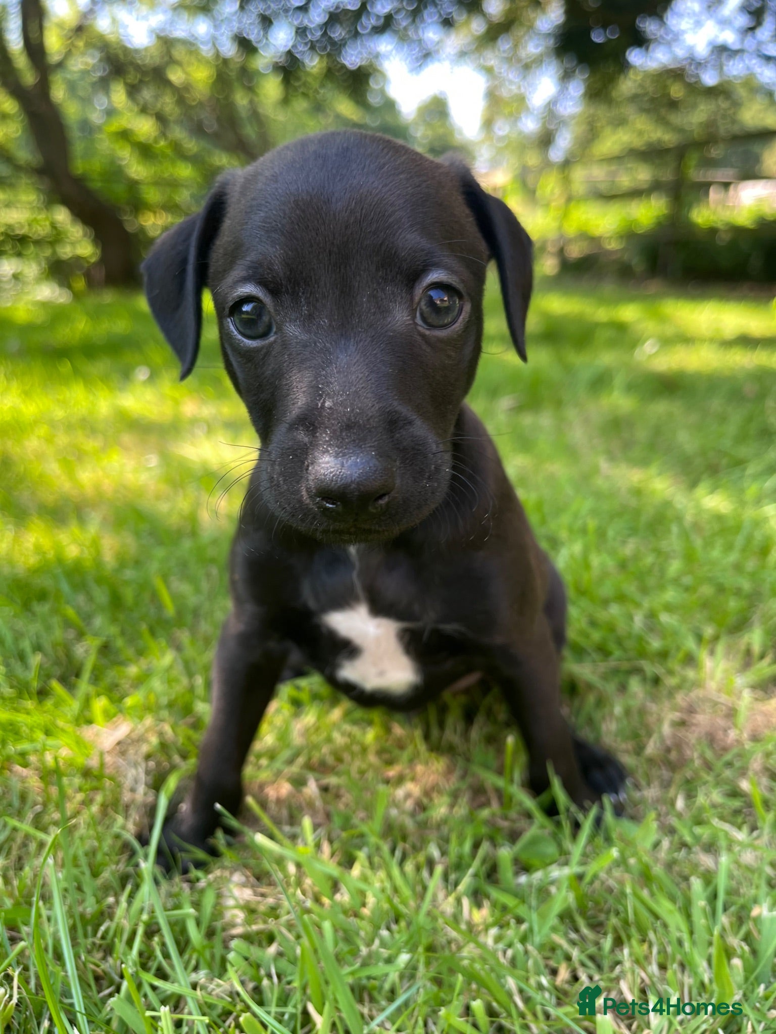 Italian Greyhound dogs Beautiful KC Italian Greyhound Puppies - Advert 1