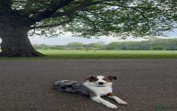 Australian Shepherd dogs for sale: Yoshi, Australian shepherd for sale - Image 2