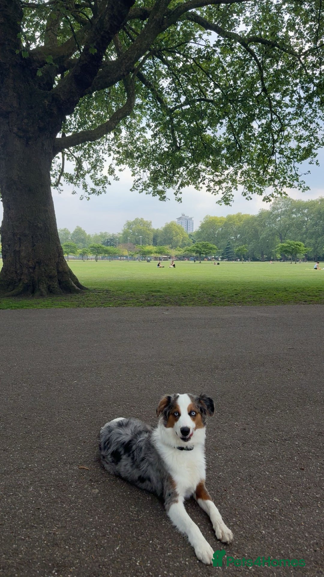 Australian Shepherd dogs for sale: Yoshi, Australian shepherd for sale - Image 2