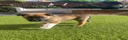 Mixed Breed dogs for sale: Border collie x Belgian Malinois  - Advert 18
