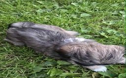 Shih Tzu dogs for sale: Shih Tzu - Image 3
