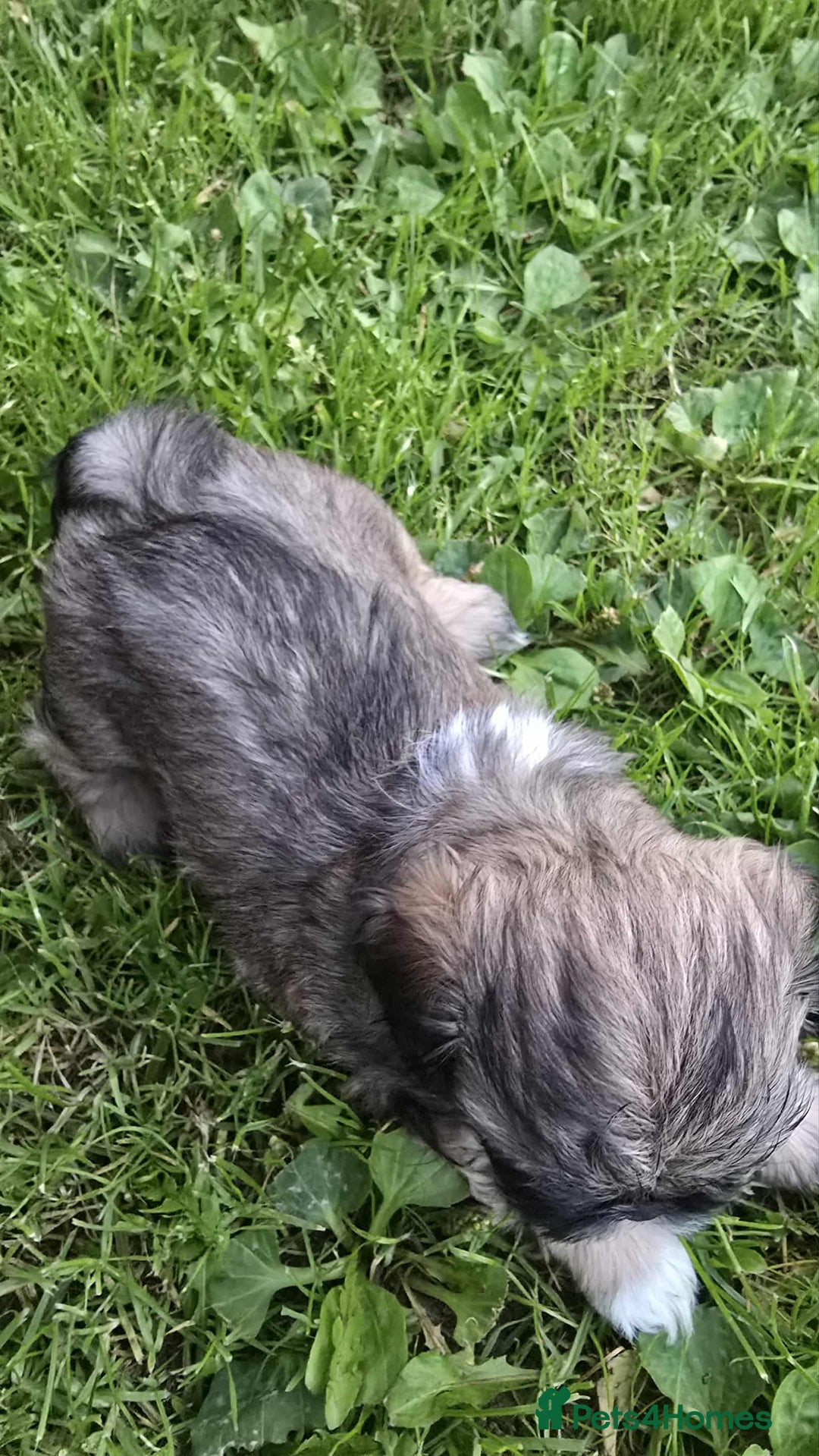 Shih Tzu dogs for sale: Shih Tzu - Image 3