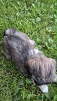 Shih Tzu dogs - Advert 9
