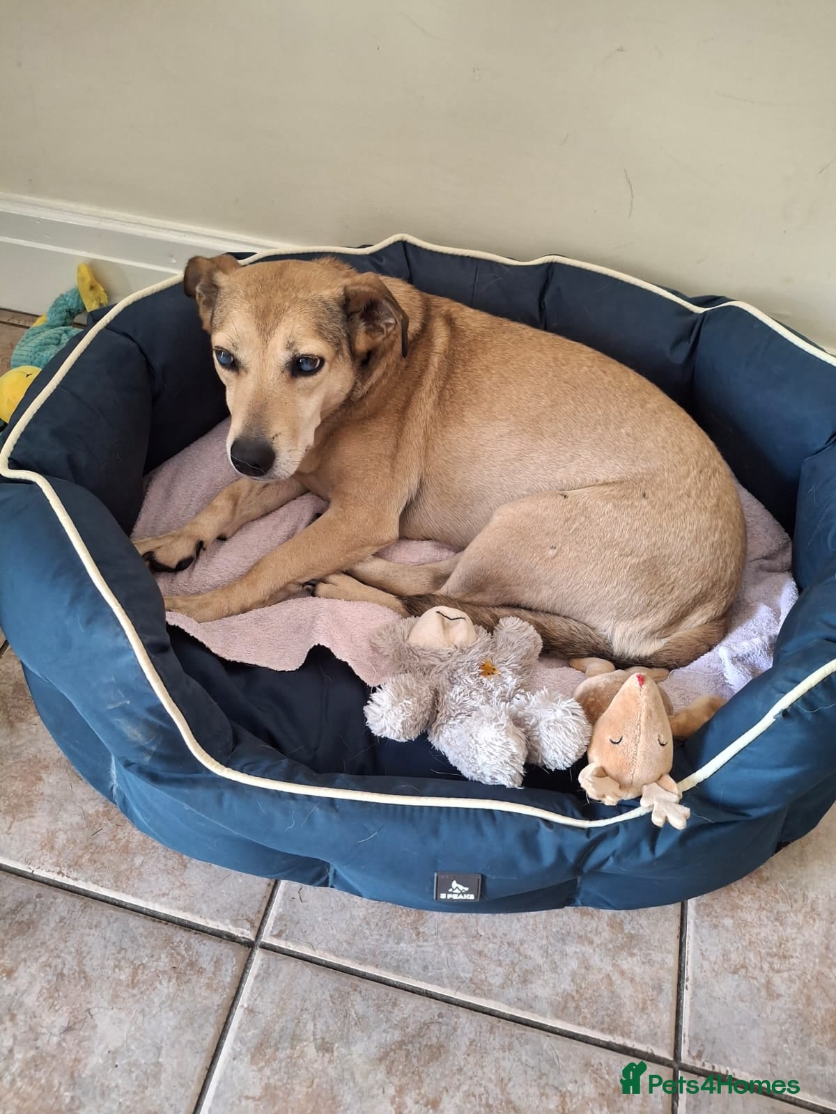 Mixed Breed dogs Sunny - Advert 1