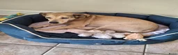 Mixed Breed dogs for adoption: Sunny - Advert 1
