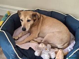Mixed Breed dogs Sunny - Advert 1