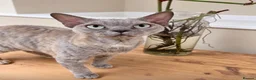 Devon Rex cats for sale: Stunning beautiful Blue /cream female Devon Rex  - Advert 3