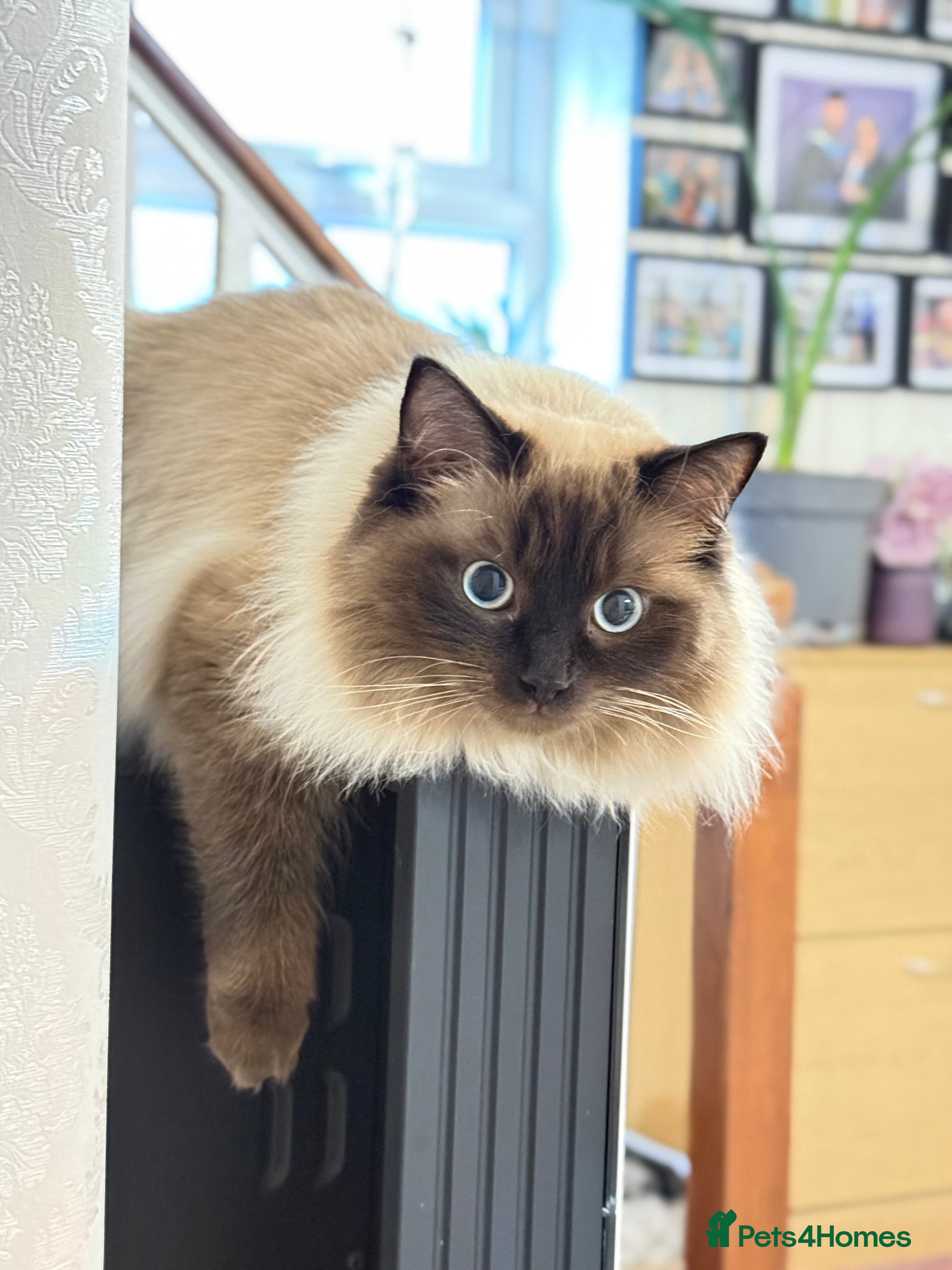 Ragdoll cats Pure Ragdoll  - Advert 2