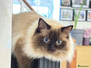 Ragdoll cats Pure Ragdoll - Advert 7