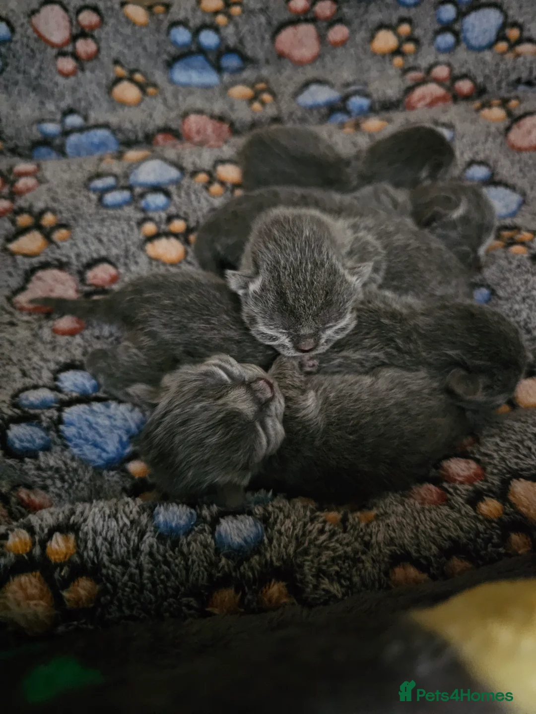 British Shorthair cats for sale: Gccf British shorthair kittens - Advert 7