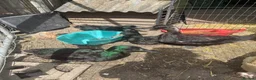 Ducks poultry for sale: Cayuga ducks breeding pair - Advert 4
