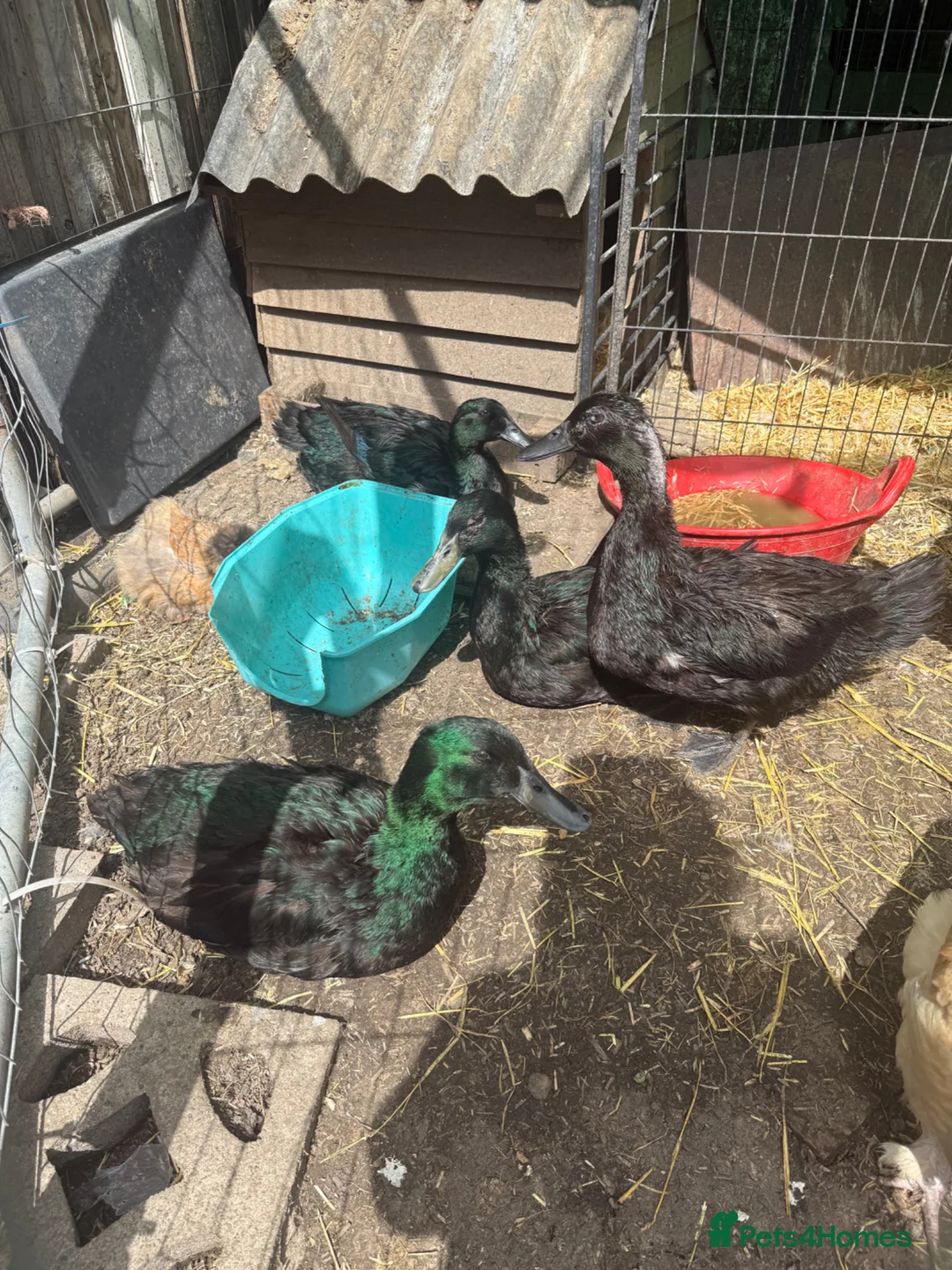 Ducks poultry for sale: Cayuga ducks breeding pair - Advert 4