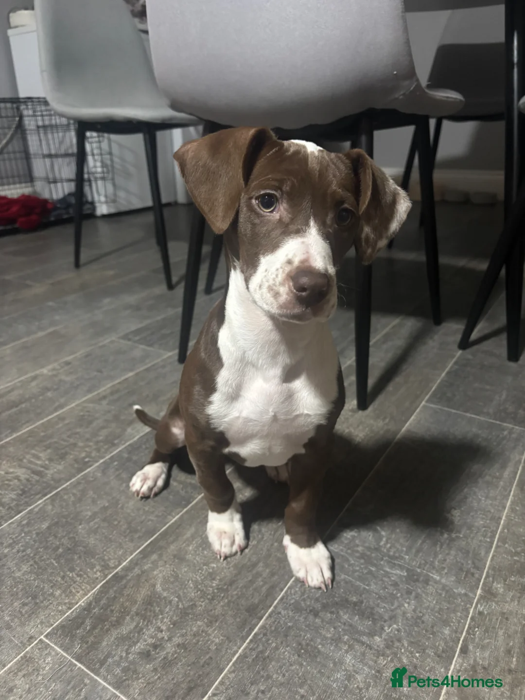 Mixed Breed dogs for sale: Nova  - Advert 2