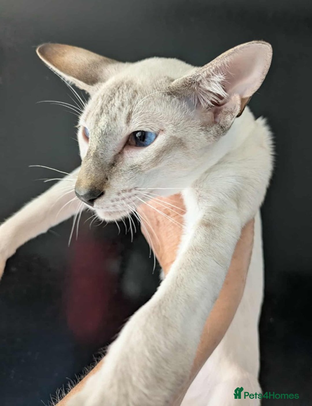 Siamese cats for sale: Siamese Kittens For Sale. - Image 13