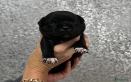 Staffordshire Bull Terrier dogs for sale: KC Staffordshire Bull Terrier Puppies 🖤 - Image 17