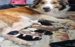 Mixed Breed dogs for sale: Beautiful three quarter Rough collie puppies  - Image 10