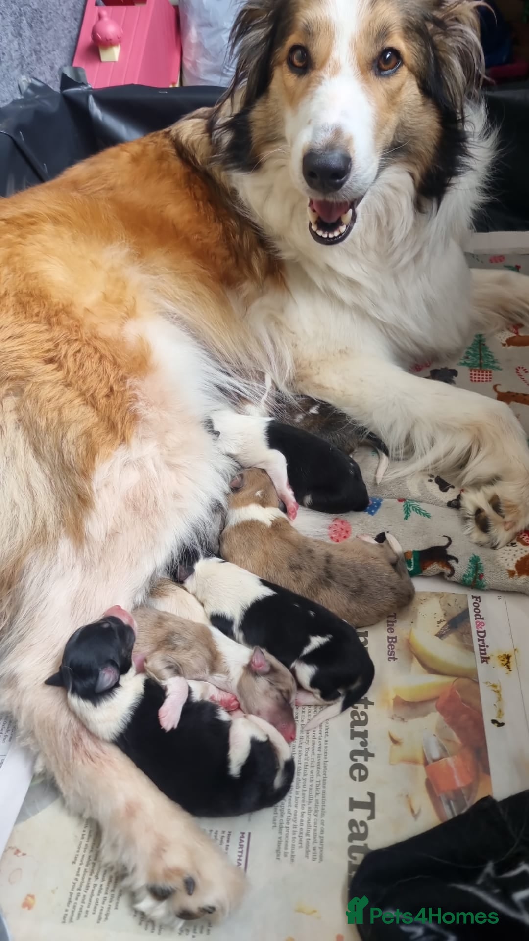 Mixed Breed dogs for sale: Beautiful three quarter Rough collie puppies  - Image 10
