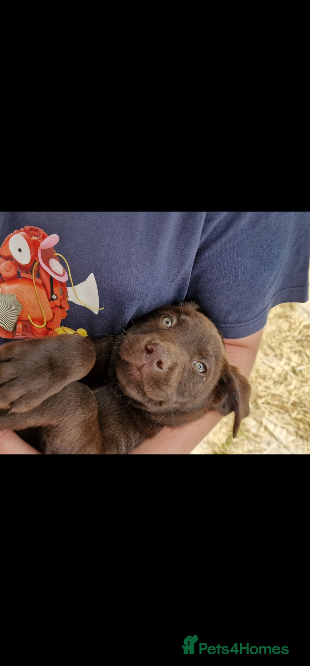 Labrador Retriever dogs for sale: KC REG.. READY NOW!. CHOCOLATE LABRADOR  - Image 10