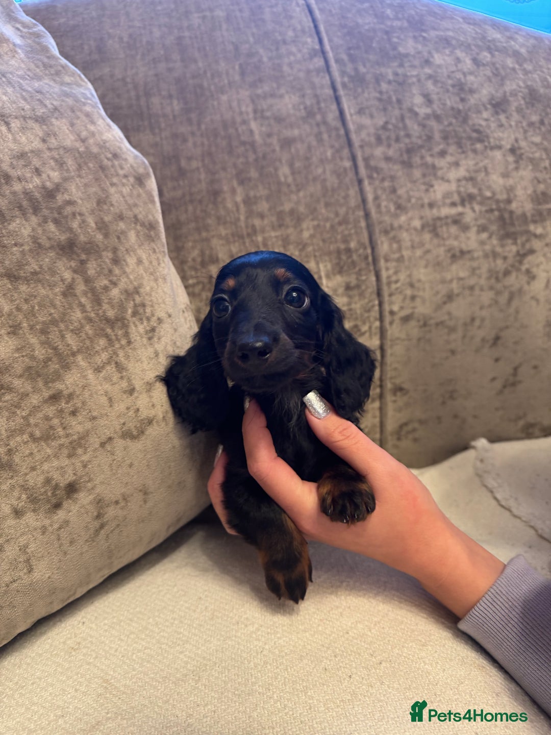 Miniature Dachshund dogs for sale: Miniature Dachshund puppies - Advert 4